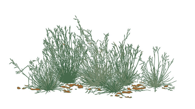 Un cespuglio di erba selvatica verde con piccoli ciuffi e radici terrose isolato su sfondo bianco, perfetto per composizioni paesaggistiche e rendering architettonici.