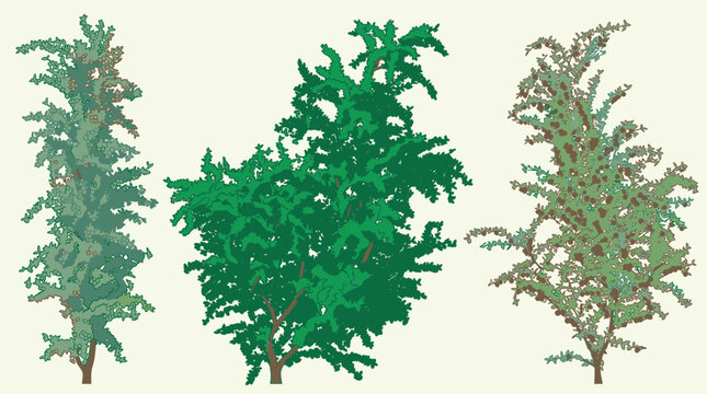 Conjunto de tr&ecirc;s ilustra&ccedil;&otilde;es vetoriais de &aacute;rvores e arbustos estilizados com diferentes formas e texturas de folhagem em tons de verde sobre um fundo claro.