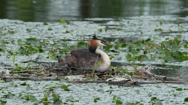 Great Crested Grebe Parent Carrying Chick on Its Back in Nesting Habitat
