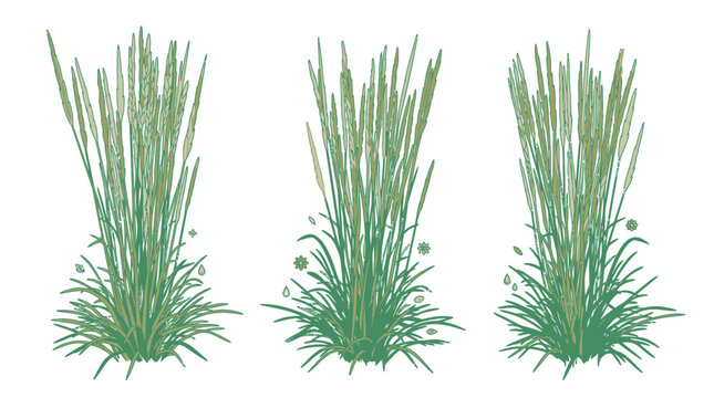 Conjunto de tr&ecirc;s ilustra&ccedil;&otilde;es vetoriais de touceiras de grama verde isoladas em fundo branco, perfeitas para design paisag&iacute;stico, elementos de jardim e projetos de arte bot&acirc;nica.