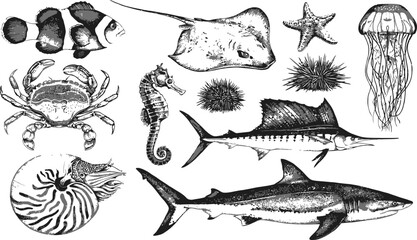 Hand Drawn Sea Life Vector Set with Shark Crab Swordfish and JellyfishHand Drawn Sea Life Vector Set with Shark Crab Swordfish and Jellyfish © MDMAZADUR