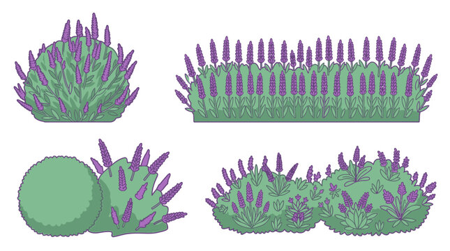 Set di illustrazioni vettoriali piatte raffiguranti cespugli di lavanda stilizzati e piante da giardino ornamentali con fiori viola su sfondo bianco isolato per design paesaggistico