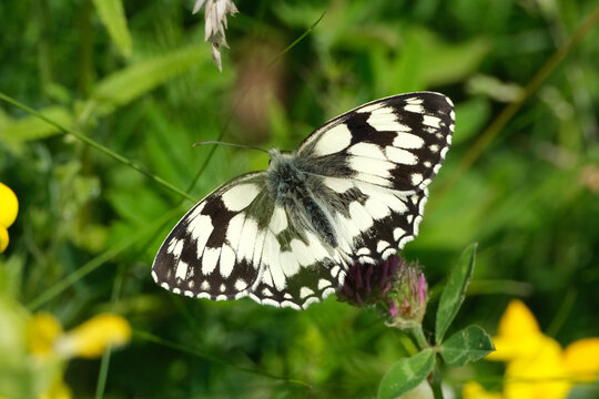 Close-up of Melanargia galathea butterfly resting on green blades of grass with a soft blurry background.