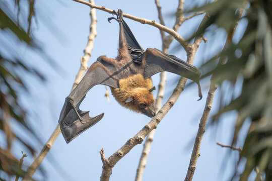 indian flying fox or greater indian fruit bat or Pteropus giganteus face closeup or portrait hanging on tree with wingspan eye contact at ranthambore national park forest tiger reserve rajasthan india