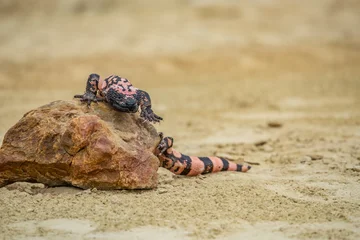Gila monster lizard crawling on sandy ground in desert habitat with wildlife venomous crawling © vaclav