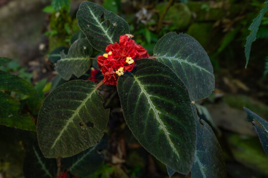 Red flowers with contrasting white centers on dark green textured foliage of an episcia plant, blooming