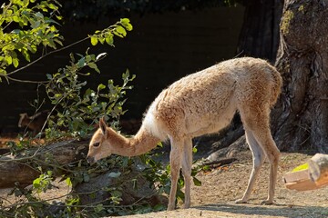 Vicuña (vicugna vicugna), a wild South American camelid native to the high-alpine grasslands of the Andes Mountains,  at Korkeasaari Zoo, Helsinki, Finland, Europe. © Raimo Bergroth