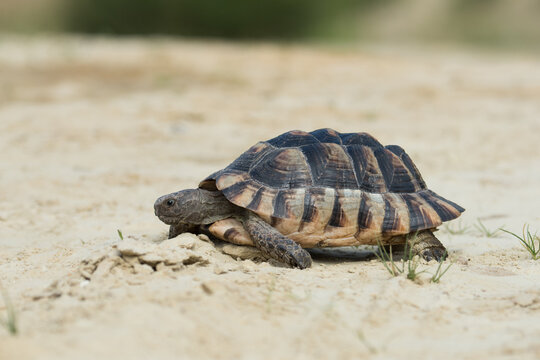 Close up of a hermann tortoise walking slowly on dry sandy ground in natural habitat with tortoise