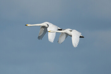 Fototapeta premium Two Whooper Swans Flying in Blue Sky, Migratory White Waterfowl Birds in Flight Side View