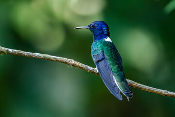 Fototapeta premium Sparkling violetear (Colibri coruscans) Ecuador
