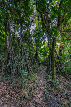 Large ancient tropical tree trunk with thick woody vines in lush green rainforest environment, tropical