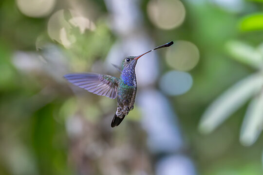 The image shows a hummingbird emerald sapphire (Chionomesa lactea).