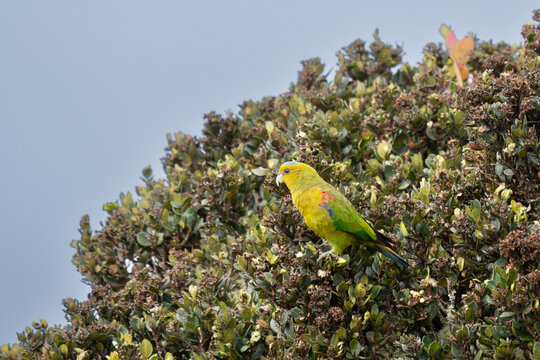 hapalopsittaca fuertesi yellow-green parrot with blue head