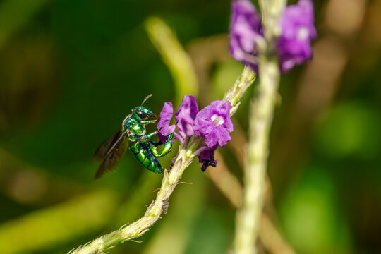 Colorful orchid bee or Exaerete on a red tropical flower. Amazing Brazil fauna. Euglossini family.