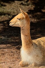 Vicuña (vicugna vicugna), a wild South American camelid native to the high-alpine grasslands of the Andes Mountains,  at Korkeasaari Zoo, Helsinki, Finland, Europe. © Raimo Bergroth