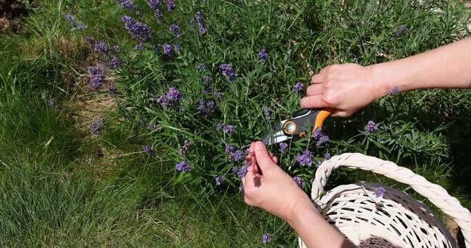 Bare hands cutting blooming lavender stalks with garden shears tool. White wicker basket standing on green grass during harvest process. Backyard horticulture farming hobby sunny summer day lifestyle 
