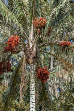 Wax palm trees, native to the humid montane forests of the Andes, towering the landscape of Cocora Valley at Salento, among the coffee zone of Colombia