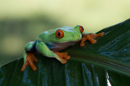 Red-eyed tree frog balancing on a white anthurium flower leaf in the rainforest with amphibian