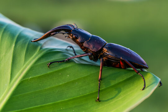 Close-up of a stag beetle resting on a green leaf in natural forest light with wildlife, entomology