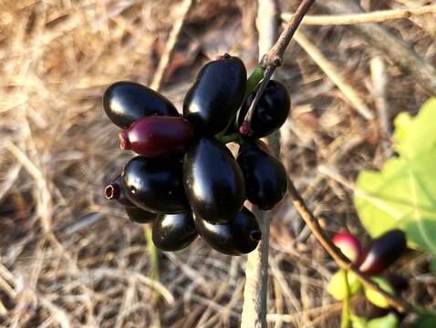 Jamun fruit is a small, oval-shaped tropical fruit with deep purple to black skin and a juicy, tangy-sweet flavor. Rich in antioxidants and nutrients, it has a slightly astringent taste and is enjoyed
