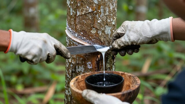 A skilled worker uses a special blade to harvest milky-white latex sap from a rubber tree, collecting it in a wooden bowl amidst lush greenery.