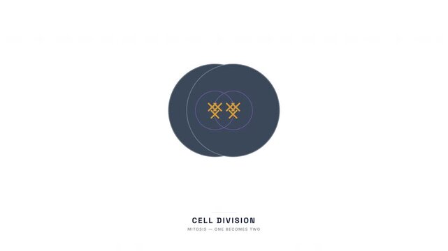 Cell Division Mitosis Animation &mdash; Chromosome Separation and Cytokinesis Educational Loop