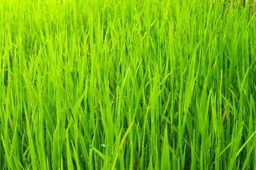 Fototapeta premium A close-up view of a lush green rice field, highlighting the vibrant beauty of young rice plants in their active growing stage.