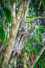 Dreifinger Faultier im Dschungel von Costa Rica © cbasting