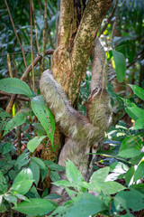 Dreifinger Faultier im Dschungel von Costa Rica © cbasting