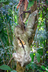 Dreifinger Faultier im Dschungel von Costa Rica © cbasting