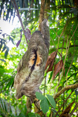 Dreifinger Faultier im Dschungel von Costa Rica © cbasting