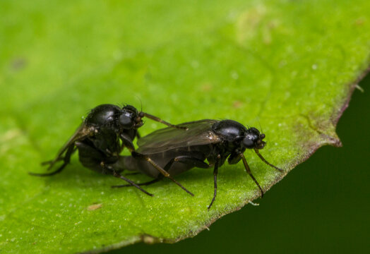 Phorid flies in copula on a textured leaf, close-up of delicate wings and spiny legs.