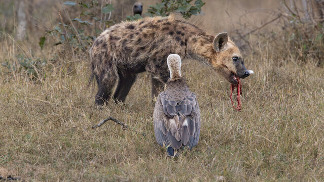 White-backed vulture (Witrugaasvo&euml;l) (Gyps africanus) and Spotted Hyena (Gevlekte hi&euml;na) (Crocuta crocuta) fighting for carrion from a Giraffe (Giraffa camelopardalis giraffa) near Pretoriuskop Camp i