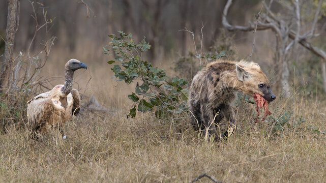 White-backed vulture (Witrugaasvo&euml;l) (Gyps africanus) and Spotted Hyena (Gevlekte hi&euml;na) (Crocuta crocuta) fighting for carrion from a Giraffe (Giraffa camelopardalis giraffa) near Pretoriuskop Camp i
