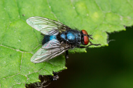 Metallic blue Calliphora vomitoria on a fresh green leaf, macro of red eyes and translucent wings.