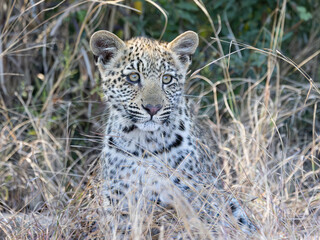 Leopard (Panthera pardus pardus) at Shimuwini in the Kruger National Park, Limpopo, South Africa © Boshoff