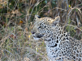 Leopard (Panthera pardus pardus) at Shimuwini in the Kruger National Park, Limpopo, South Africa © Boshoff