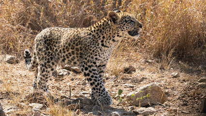 Leopard (Panthera pardus pardus) at Shimuwini in the Kruger National Park, Limpopo, South Africa © Boshoff