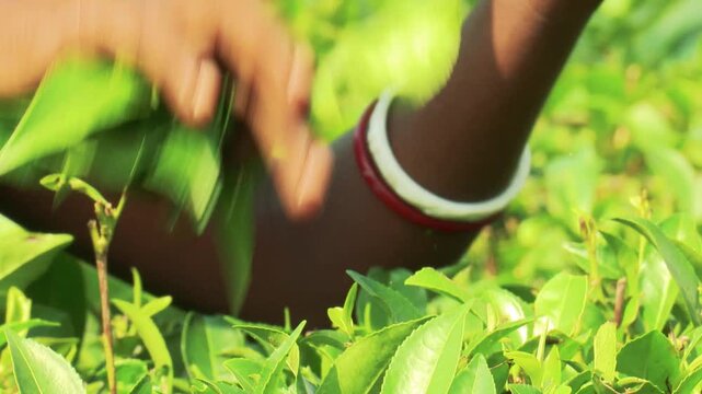 Indian Women Tea Worker Wearing Shakha Bangles Harvesting Fresh Tea Leaves in Lush Tea Garden of Darjeeling India