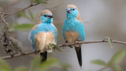 Obraz premium Blue waxbill (Blousysie) (Uraeginthus angolensis) in the Kruger National Park, Limpopo, South Africa 