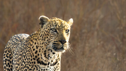 Leopard (Panthera pardus pardus) at Shimuwini in the Kruger National Park, Limpopo, South Africa © Boshoff