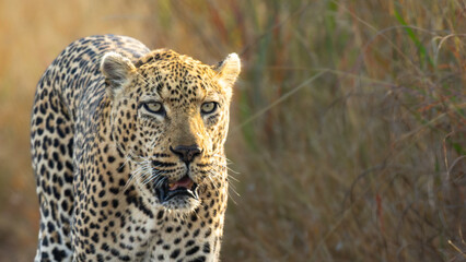 Leopard (Panthera pardus pardus) at Shimuwini in the Kruger National Park, Limpopo, South Africa © Boshoff