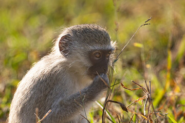 Vervet monkey (Blouapie) (Chlorocebus pygerythrus) feeding and grooming in the Kruger National Park at Crook’s Corner, Pafuri, Limpopo, South Africa © Boshoff