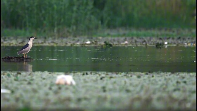 Black-crowned Night Heron Observing While Drifting with Current on Floating Vegetation