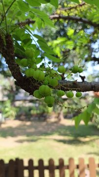 Clusters of Green Fig Fruits Growing on a Tropical Tree Trunk, Fresh Organic Fruit Video Footage for Agriculture, Gardening, Nature, Horticulture, and Sustainable Farming