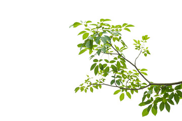 branch leaves or green leaf isolated. Tree Leaf Frame © ariya