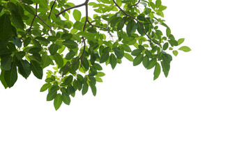 Plakat branch leaves or green leaf isolated. Tree Leaf Frame