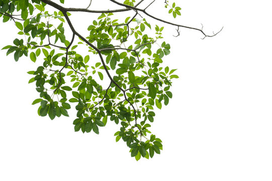 branch leaves or green leaf isolated. Tree Leaf Frame
