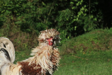 Orange and white male Polish chicken with hints of red and a thick, fluffy head crest resembling a lion's mane. © Opran