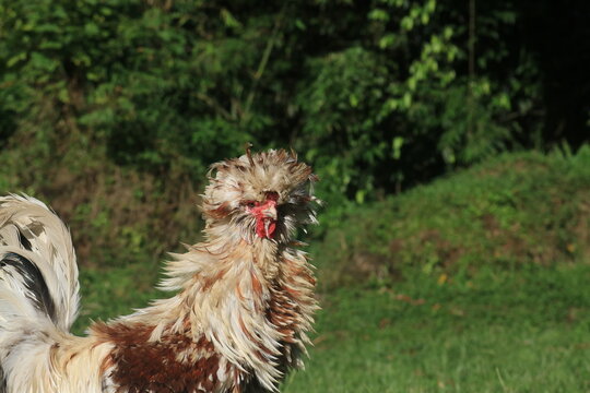 Orange and white male Polish chicken with hints of red and a thick, fluffy head crest resembling a lion's mane.